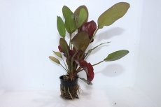 画像1: 【通販 水草】エキノドルス インディアンサマー(輸入品)【1ポット サンプル画像】（陰性水草)（生体）（熱帯魚） (1)