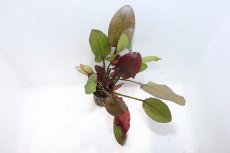 画像2: 【通販 水草】エキノドルス インディアンサマー(輸入品)【1ポット サンプル画像】（陰性水草)（生体）（熱帯魚） (2)