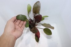 画像3: 【通販 水草】エキノドルス インディアンサマー(輸入品)【1ポット サンプル画像】（陰性水草)（生体）（熱帯魚） (3)