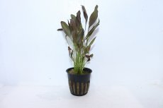 画像1: 【通販 水草】エキノドルス アフレーム(輸入品)【1ポット サンプル画像】（陰性水草)（生体）（熱帯魚） (1)