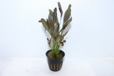 画像2: 【通販 水草】エキノドルス アフレーム(輸入品)【1ポット サンプル画像】（陰性水草)（生体）（熱帯魚） (2)