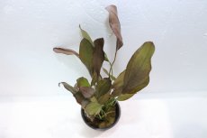 画像3: 【通販 水草】エキノドルス アフレーム(輸入品)【1ポット サンプル画像】（陰性水草)（生体）（熱帯魚） (3)