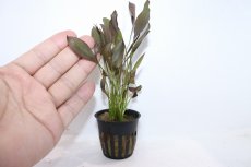 画像4: 【通販 水草】エキノドルス アフレーム(輸入品)【1ポット サンプル画像】（陰性水草)（生体）（熱帯魚） (4)
