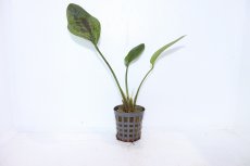 画像1: 【通販 水草】エキノドルス サンセット(輸入品)【1ポット サンプル画像】（陰性水草)（生体）（熱帯魚） (1)
