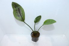画像2: 【通販 水草】エキノドルス サンセット(輸入品)【1ポット サンプル画像】（陰性水草)（生体）（熱帯魚） (2)