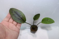 画像3: 【通販 水草】エキノドルス サンセット(輸入品)【1ポット サンプル画像】（陰性水草)（生体）（熱帯魚） (3)