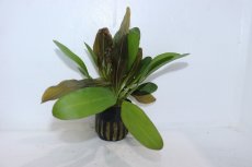 画像1: 【通販 水草】エキノドルス レッド ルビン(輸入品)【1ポット サンプル画像】（陰性水草)（生体）（熱帯魚） (1)