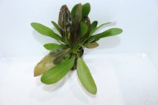 画像2: 【通販 水草】エキノドルス レッド ルビン(輸入品)【1ポット サンプル画像】（陰性水草)（生体）（熱帯魚） (2)