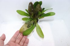 画像3: 【通販 水草】エキノドルス レッド ルビン(輸入品)【1ポット サンプル画像】（陰性水草)（生体）（熱帯魚） (3)