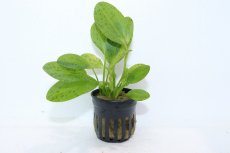 画像1: 【通販 水草】エキノドルス オゼロット グリーン(輸入品)【1ポット サンプル画像】（陰性水草)（生体）（熱帯魚） (1)