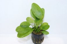 画像2: 【通販 水草】エキノドルス オゼロット グリーン(輸入品)【1ポット サンプル画像】（陰性水草)（生体）（熱帯魚） (2)
