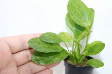 画像3: 【通販 水草】エキノドルス オゼロット グリーン(輸入品)【1ポット サンプル画像】（陰性水草)（生体）（熱帯魚） (3)