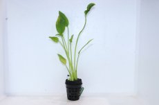 画像1: 【通販 水草】エキノドルス マーブルクイーングリーン(輸入品)【1ポット サンプル画像】（陰性水草)（生体）（熱帯魚） (1)