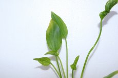 画像2: 【通販 水草】エキノドルス マーブルクイーングリーン(輸入品)【1ポット サンプル画像】（陰性水草)（生体）（熱帯魚） (2)