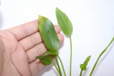 画像3: 【通販 水草】エキノドルス マーブルクイーングリーン(輸入品)【1ポット サンプル画像】（陰性水草)（生体）（熱帯魚） (3)