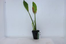 画像1: 【通販 水草】エキノドルス パリフォリウス(輸入品)【1ポット サンプル画像】（陰性水草)（生体）（熱帯魚） (1)