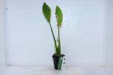 画像2: 【通販 水草】エキノドルス パリフォリウス(輸入品)【1ポット サンプル画像】（陰性水草)（生体）（熱帯魚） (2)