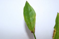 画像3: 【通販 水草】エキノドルス パリフォリウス(輸入品)【1ポット サンプル画像】（陰性水草)（生体）（熱帯魚） (3)