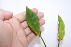 画像4: 【通販 水草】エキノドルス パリフォリウス(輸入品)【1ポット サンプル画像】（陰性水草)（生体）（熱帯魚） (4)
