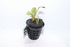 画像1: 【通販 水草】エキノドルス ファンシーカールSR(輸入品)【1ポット サンプル画像】（陰性水草)（生体）（熱帯魚） (1)