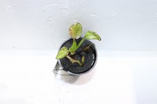 画像2: 【通販 水草】エキノドルス ファンシーカールSR(輸入品)【1ポット サンプル画像】（陰性水草)（生体）（熱帯魚） (2)