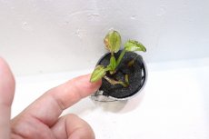 画像3: 【通販 水草】エキノドルス ファンシーカールSR(輸入品)【1ポット サンプル画像】（陰性水草)（生体）（熱帯魚） (3)