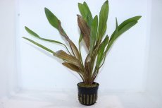 画像1: 【通販 水草】エキノドルス ホレマニーレッド(輸入品)【1ポット サンプル画像】（陰性水草)（生体）（熱帯魚） (1)