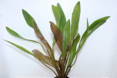 画像2: 【通販 水草】エキノドルス ホレマニーレッド(輸入品)【1ポット サンプル画像】（陰性水草)（生体）（熱帯魚） (2)