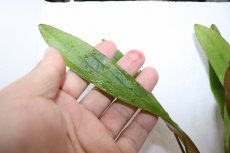 画像3: 【通販 水草】エキノドルス ホレマニーレッド(輸入品)【1ポット サンプル画像】（陰性水草)（生体）（熱帯魚） (3)
