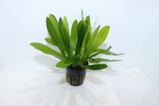 画像1: 【通販 水草】エキノドルス ウルグアイエンシス(輸入品)【1ポット サンプル画像】（陰性水草)（生体）（熱帯魚） (1)