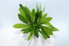 画像2: 【通販 水草】エキノドルス ウルグアイエンシス(輸入品)【1ポット サンプル画像】（陰性水草)（生体）（熱帯魚） (2)
