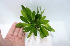 画像3: 【通販 水草】エキノドルス ウルグアイエンシス(輸入品)【1ポット サンプル画像】（陰性水草)（生体）（熱帯魚） (3)