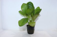 画像1: 【通販 水草】エキノドルス レッドエッジ 斑入り(輸入品)【1ポット サンプル画像】（陰性水草)（生体）（熱帯魚） (1)