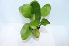 画像2: 【通販 水草】エキノドルス レッドエッジ 斑入り(輸入品)【1ポット サンプル画像】（陰性水草)（生体）（熱帯魚） (2)