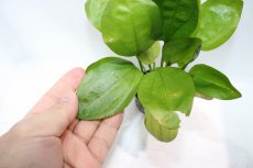 画像3: 【通販 水草】エキノドルス レッドエッジ 斑入り(輸入品)【1ポット サンプル画像】（陰性水草)（生体）（熱帯魚） (3)