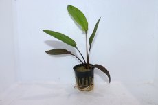 画像1: 【通販 水草】エキノドルス レジンヒルデブラント(輸入品)【1ポット サンプル画像】（陰性水草)（生体）（熱帯魚） (1)