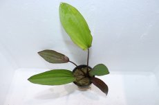画像2: 【通販 水草】エキノドルス レジンヒルデブラント(輸入品)【1ポット サンプル画像】（陰性水草)（生体）（熱帯魚） (2)