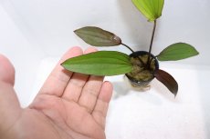画像3: 【通販 水草】エキノドルス レジンヒルデブラント(輸入品)【1ポット サンプル画像】（陰性水草)（生体）（熱帯魚） (3)