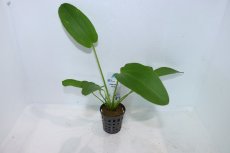 画像1: 【通販 水草】エキノドルス トリカラー(輸入品)【1ポット サンプル画像】（陰性水草)（生体）（熱帯魚） (1)