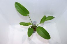 画像2: 【通販 水草】エキノドルス トリカラー(輸入品)【1ポット サンプル画像】（陰性水草)（生体）（熱帯魚） (2)