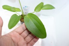 画像3: 【通販 水草】エキノドルス トリカラー(輸入品)【1ポット サンプル画像】（陰性水草)（生体）（熱帯魚） (3)