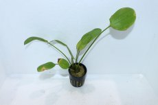 画像1: 【通販 水草】エキノドルス ビッグベアー(輸入品)【1ポット サンプル画像】（陰性水草)（生体）（熱帯魚） (1)