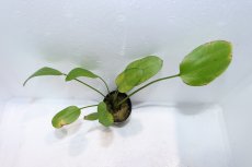 画像2: 【通販 水草】エキノドルス ビッグベアー(輸入品)【1ポット サンプル画像】（陰性水草)（生体）（熱帯魚） (2)