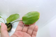 画像3: 【通販 水草】エキノドルス ビッグベアー(輸入品)【1ポット サンプル画像】（陰性水草)（生体）（熱帯魚） (3)