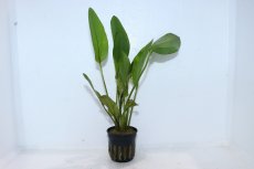 画像1: 【通販 水草】エキノドルス デビルズアイ(輸入品)【1ポット サンプル画像】（陰性水草)（生体）（熱帯魚） (1)
