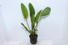 画像2: 【通販 水草】エキノドルス デビルズアイ(輸入品)【1ポット サンプル画像】（陰性水草)（生体）（熱帯魚） (2)