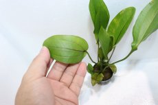 画像3: 【通販 水草】エキノドルス デビルズアイ(輸入品)【1ポット サンプル画像】（陰性水草)（生体）（熱帯魚） (3)