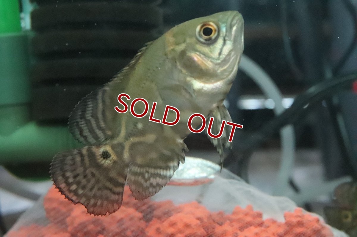 画像2: 【淡水魚】激安 超大特価 ブラジル便 ワイルドオスカー プルス産【１匹 サンプル画像】(±5cm)(大型魚)(生体)(熱帯魚)NKO (2)