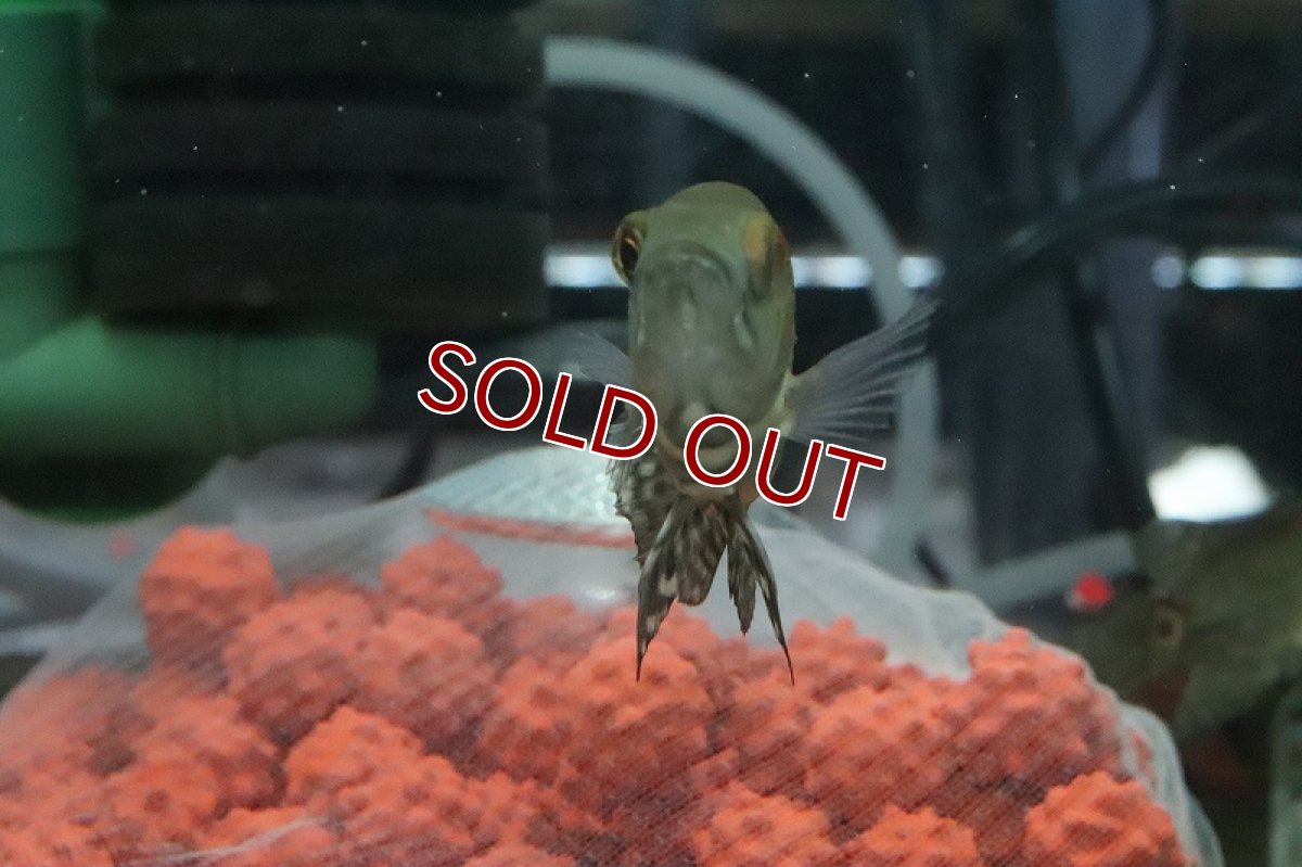 画像3: 【淡水魚】激安 超大特価 ブラジル便 ワイルドオスカー プルス産【１匹 サンプル画像】(±5cm)(大型魚)(生体)(熱帯魚)NKO (3)