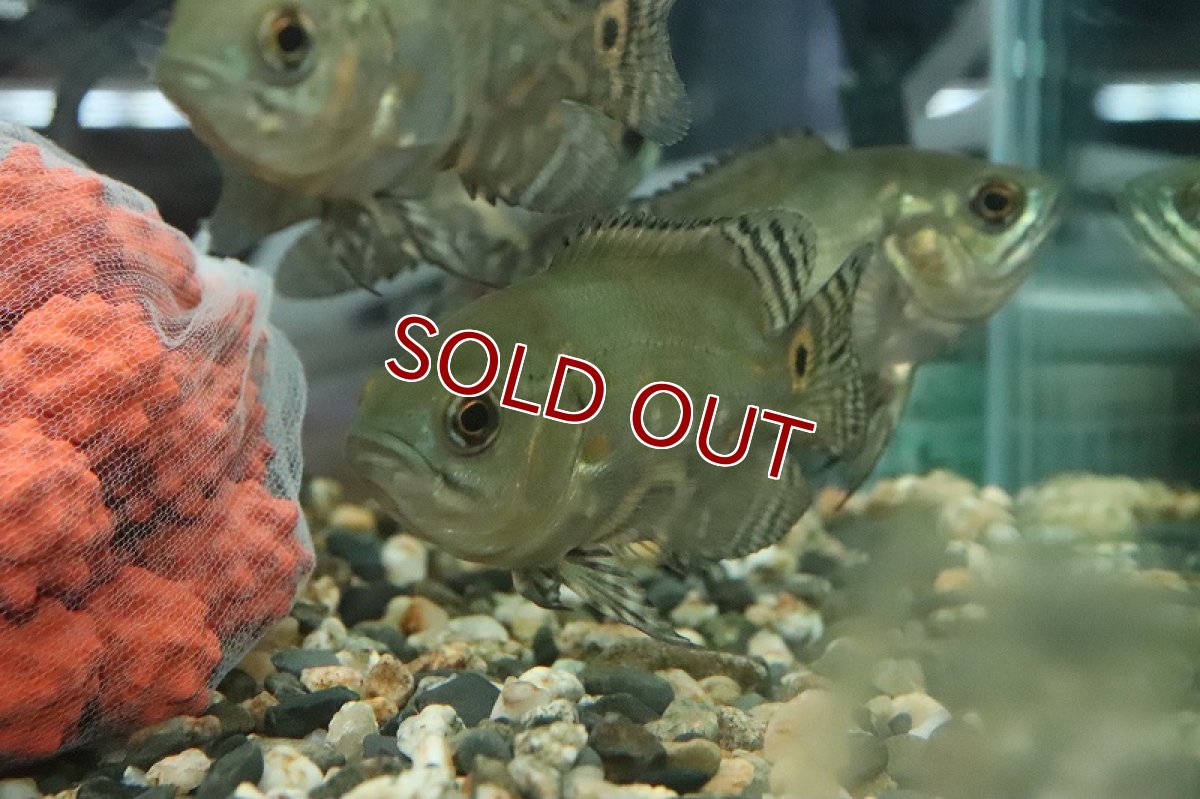 画像4: 【淡水魚】激安 超大特価 ブラジル便 ワイルドオスカー プルス産【１匹 サンプル画像】(±5cm)(大型魚)(生体)(熱帯魚)NKO (4)